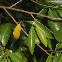 Erythroxylum zeylanicum O.E.Schulz